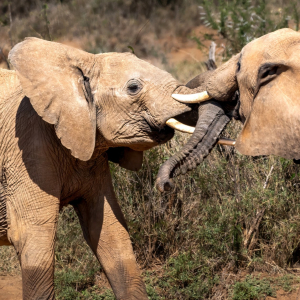 Elefanten Samburu