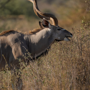 Kudu