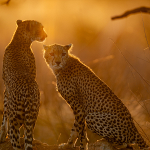 Geparden Sonnenuntergang