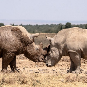 Nashörner