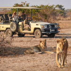 Pirschfahrten Löwenbeobachtung