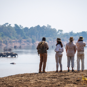 Elefanten Beobachtung