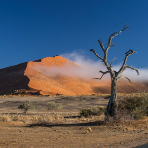 harscher_namibia_202613