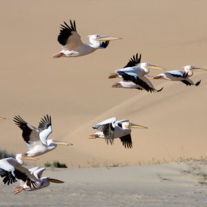 harscher_namibia_202618
