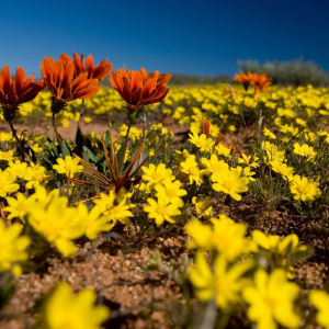 harscher_namibia_202624
