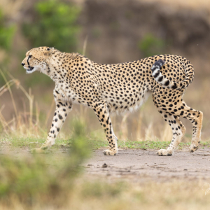 Gepard