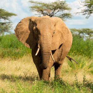 Elefant