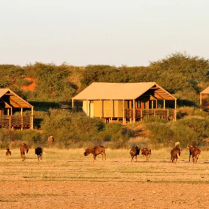tiere_lodge_umgebung2