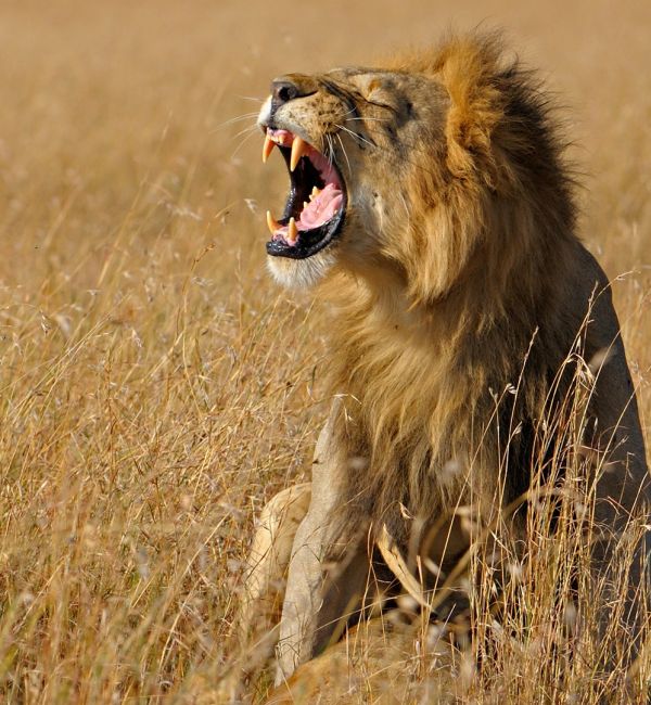 Tansania Ultimate Safari