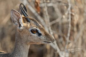 Dik Dik