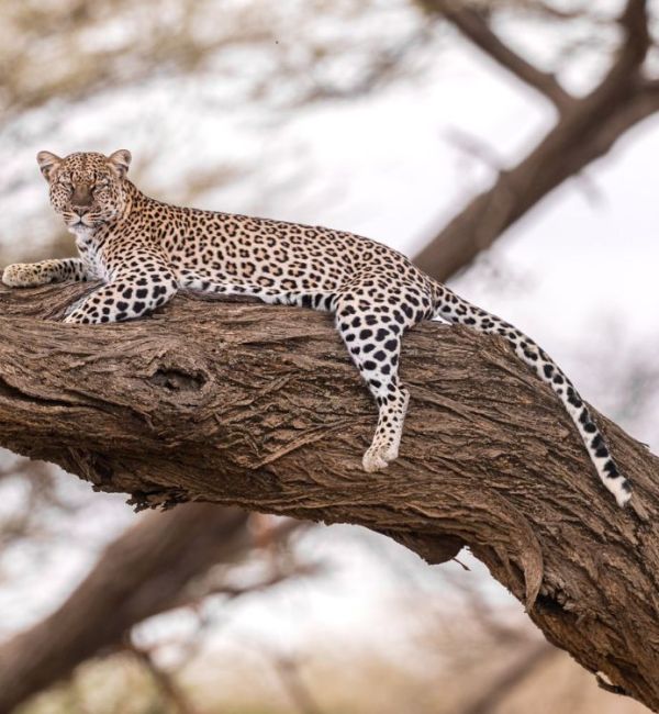 Leopard auf einem Baum - photocredit: Johnny Krüger