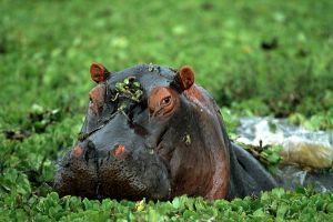 Nilpferd im Amboseli
