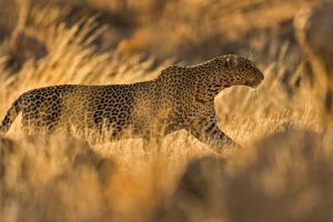 Leopard