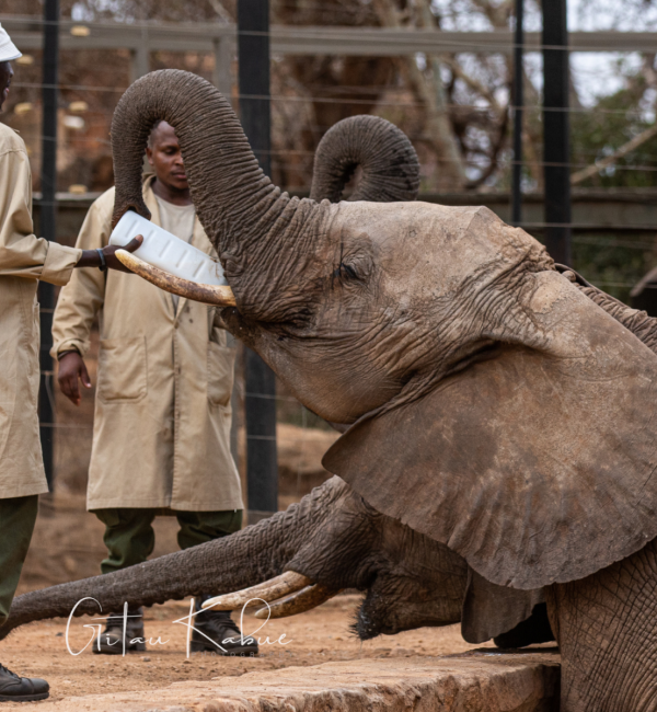 Patenreise - ein Herz für Elefanten