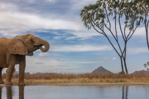 Elefant Samburu