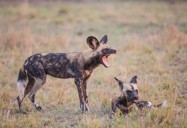 TEST Abenteuer südliches Tansania
