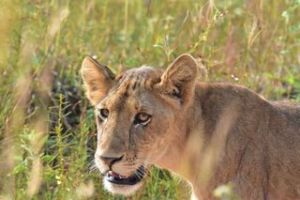 Löwe im Queen Elizabeth (Credit: Werner Uwe Roettgering)