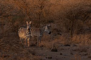 Zebras Tsavo Ost