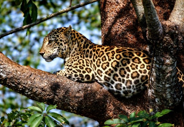 South Luangwa Intensiv