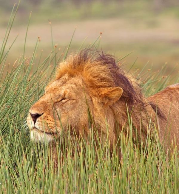 Löwe im Ngorongoro Krater