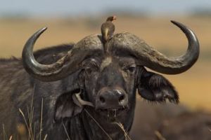 Büffel