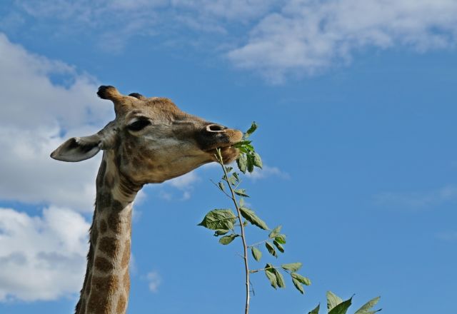 Ultimate Simbabwe Safari