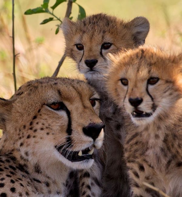 Geparden in der Masai Mara