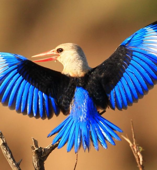 Flamingos am Bogoria See