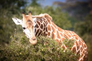 Giraffe