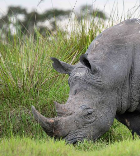 Nashorn im Ziwa Schutzgebiet