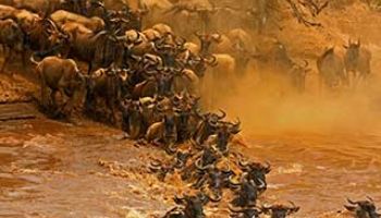 große Migration in der Masai Mara