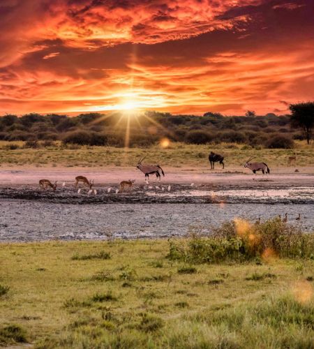 Savanne Sonnenuntergang Botswana