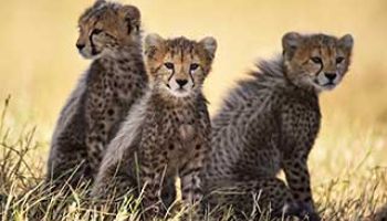 drei Gepardenjungen