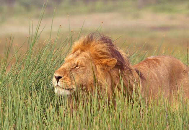 Tansania Kompakt Safari