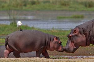 Nilpferd Amboseli