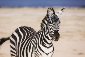 Amboseli Zebra