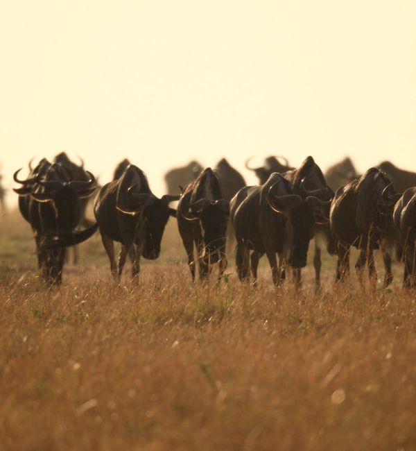 Safari zur Gnuwanderung