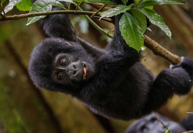 Foto Erlebnisreise Uganda mit Reiner Harscher