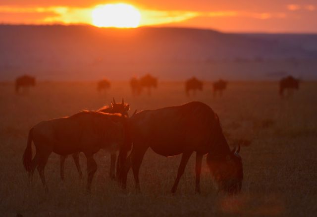 Fotosafari zum Kalben der Gnus