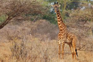 Giraffe im Tsavo West