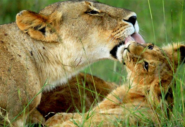 Fotosafari in den Süden und Osten Kenias