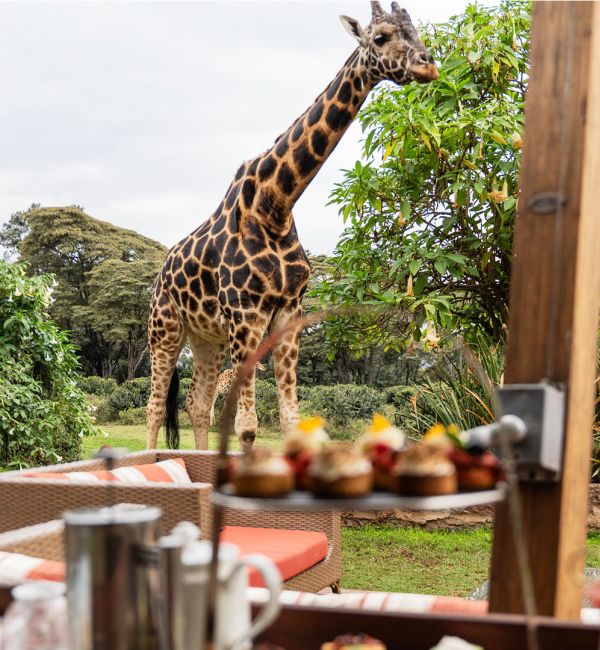 Masai Mara - Serengeti Safari - Giraffe Manor
