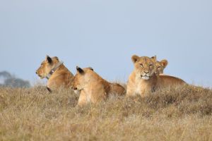 Löwen Ol Pejeta
