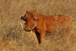 Wildschwein im Tsavo