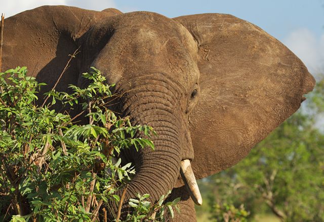 Elefanten und Baobab Safari
