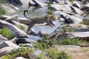 Leopard überquert Felsen am Fluss