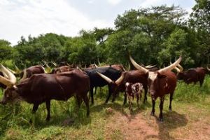 Ankole Rinder in Uganda (Credit: Werner Uwe Roettgering)